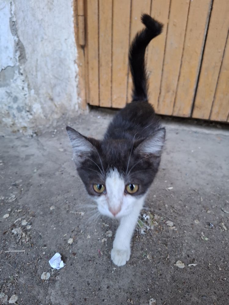 Спасите жизнь котенку