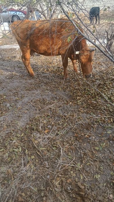 сиыр    сатылады