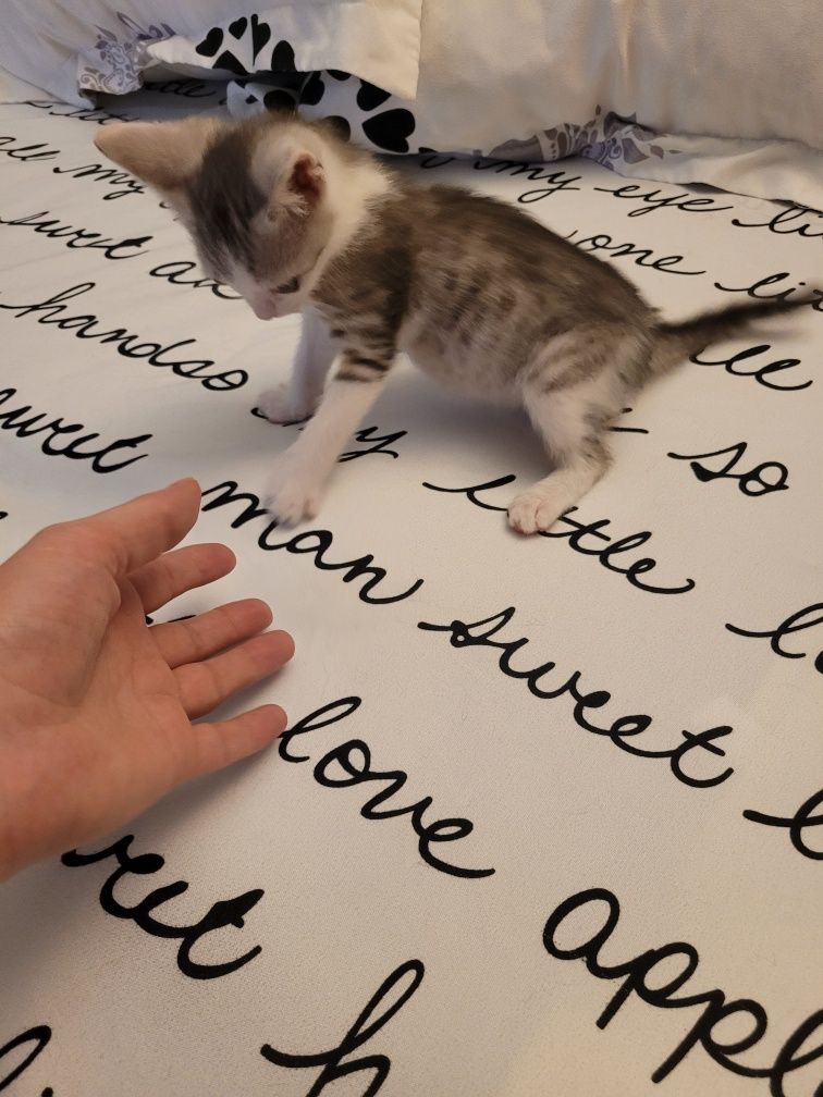 Adopție responsabila