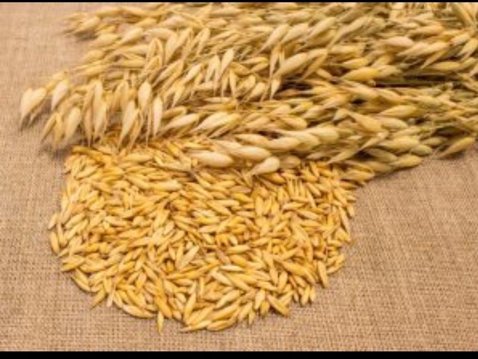 Овёс, ячмень, пшеница, комбикорм