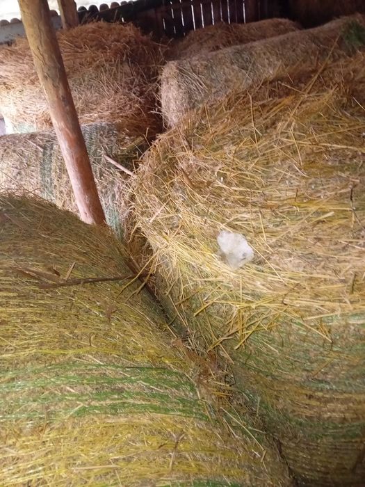 Baloți de lucerna,producție 2025