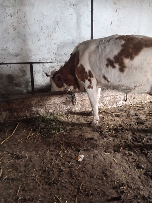 Junca baltata românească cu vitea