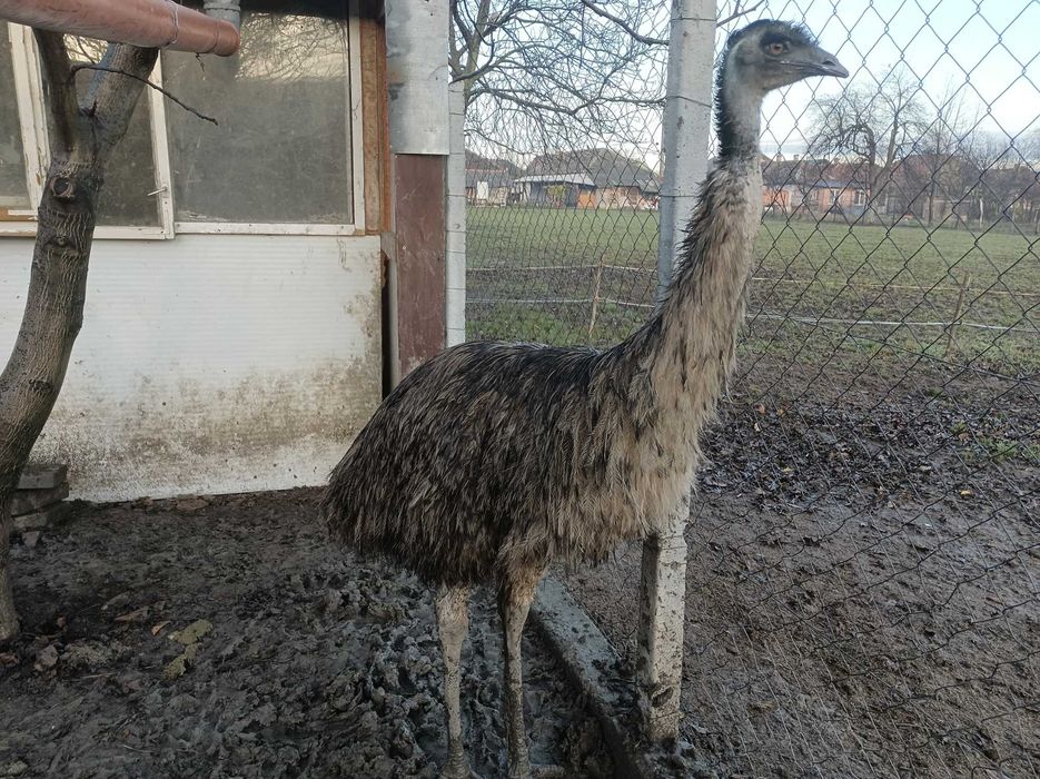 Struți Emu masculi