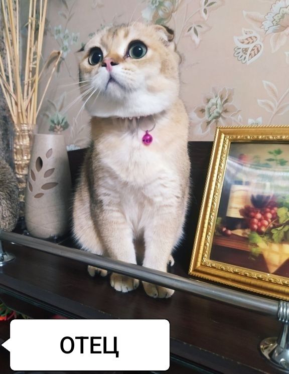 Котята от правильной вязки. Скотиш страйт.
