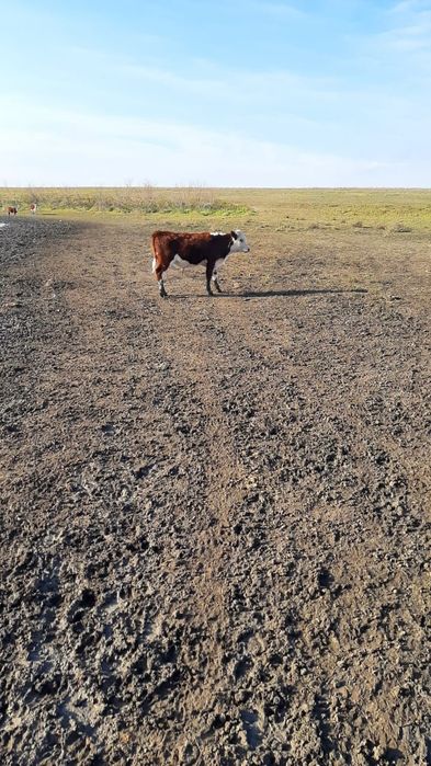 Продам бычков подсос 11 голов