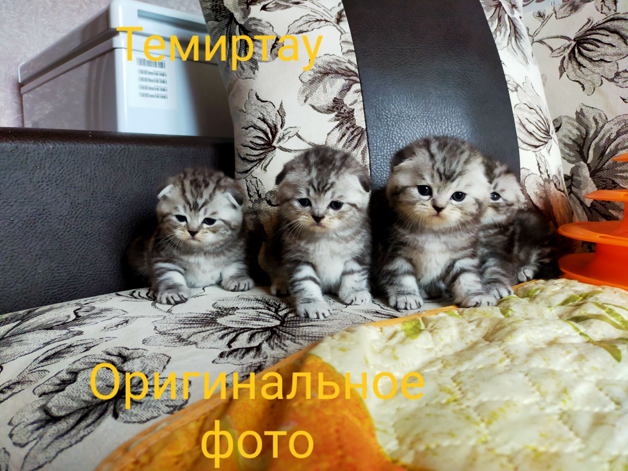 Шикарный котик для вязки.