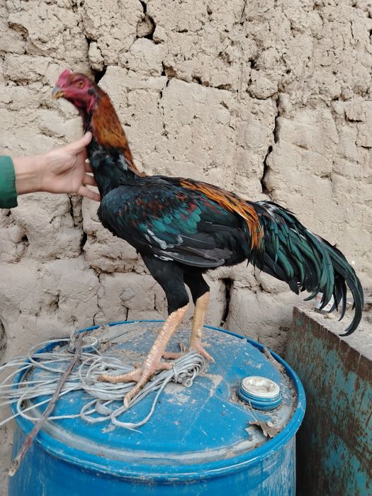 Дакан хороз сотилади 8 ойли