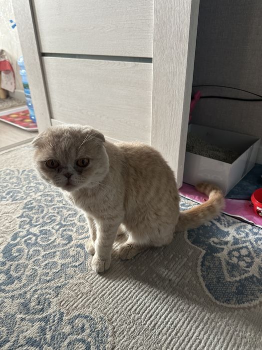 Scottish Fold  сотилади