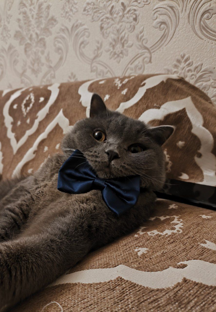КОТ НЕ ПРОДАЕТСЯ! Вязка кот скоттиш страйт, приглашаем кошечку