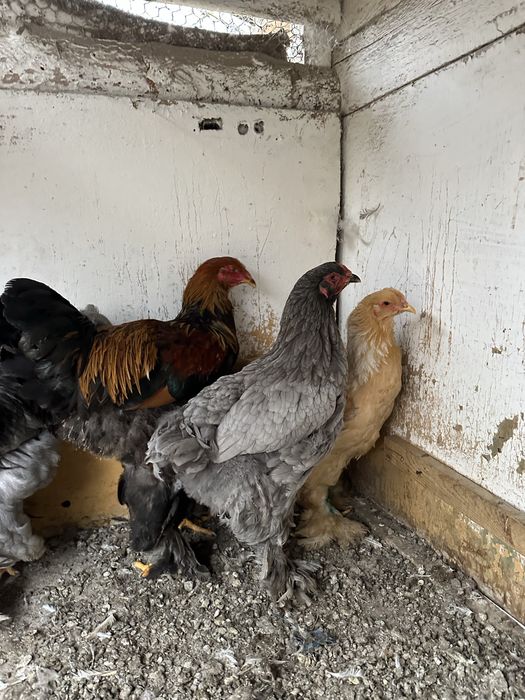 Disponibile Pasari brahma