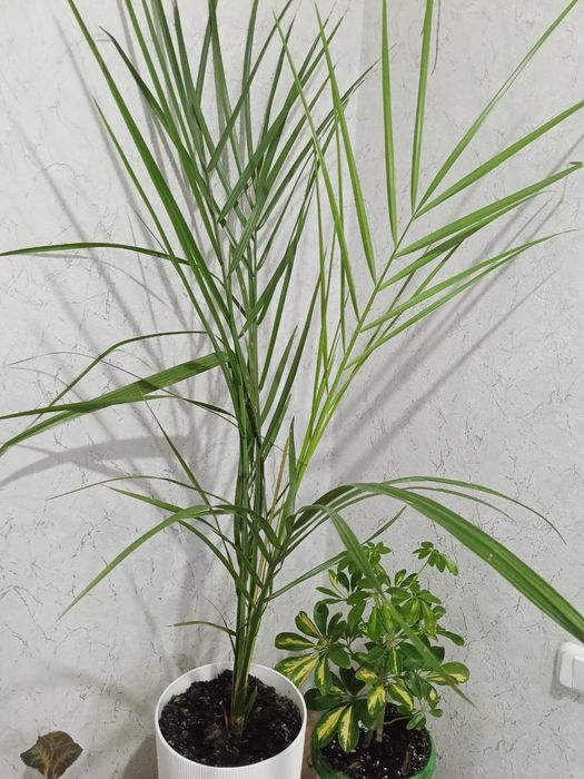 Домашние светы на продаж