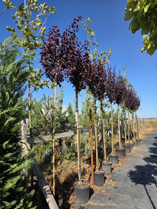 Platani Mesteacan Tei Frasin Stejar de la 3 la 8m