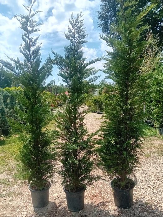 Leylandii chiparos / Gard viu