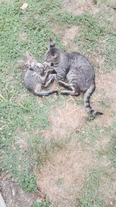 Подарявам малки котета