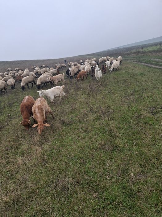 Vand oi carabase și capre