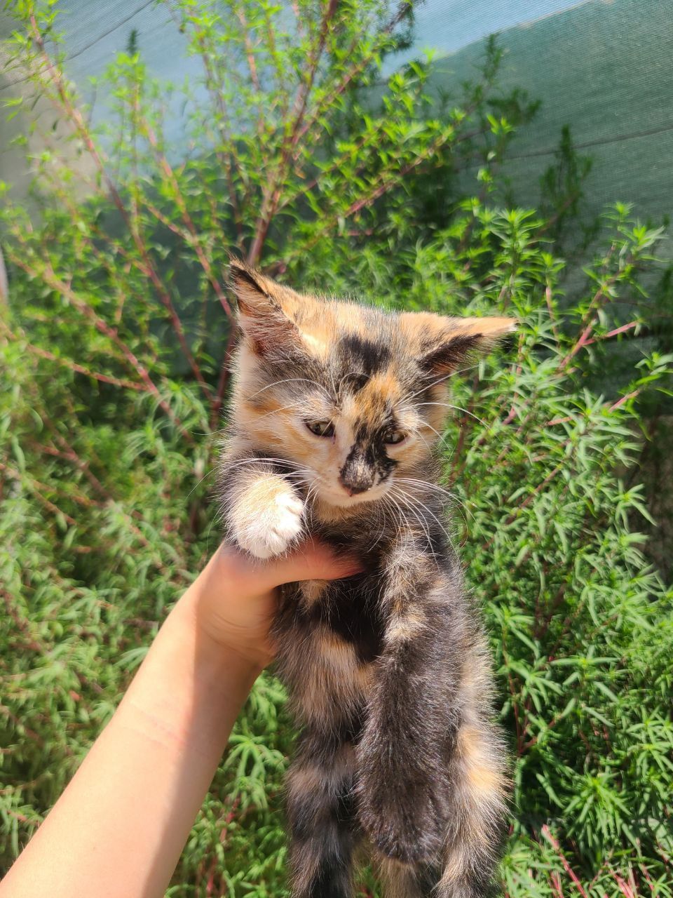 Отдаем котят в добрые руки
