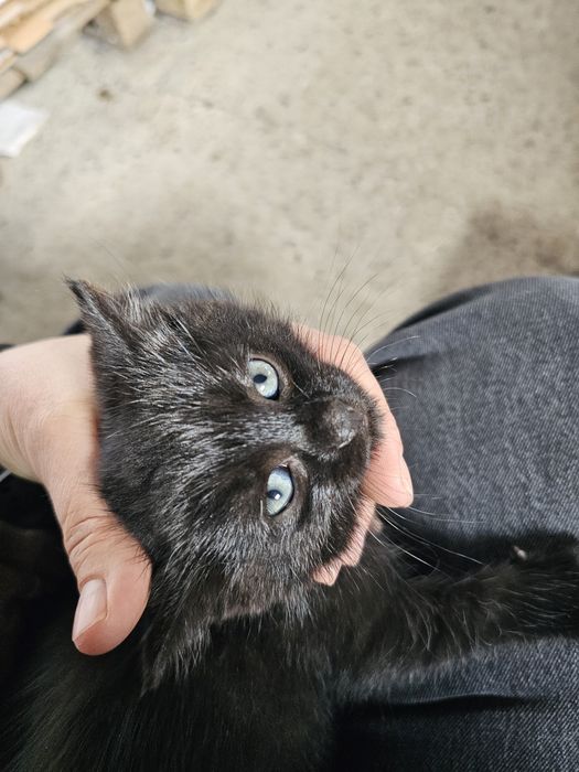 Малко черно котенце