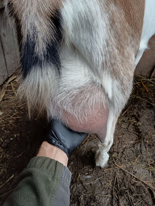 Vând capra alpina cu sannen