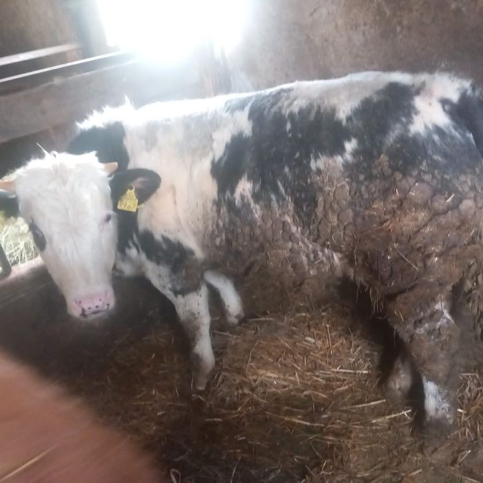 Taurasi cu media 250kg