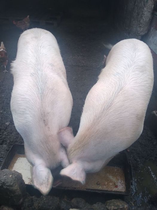 Продавам прасета