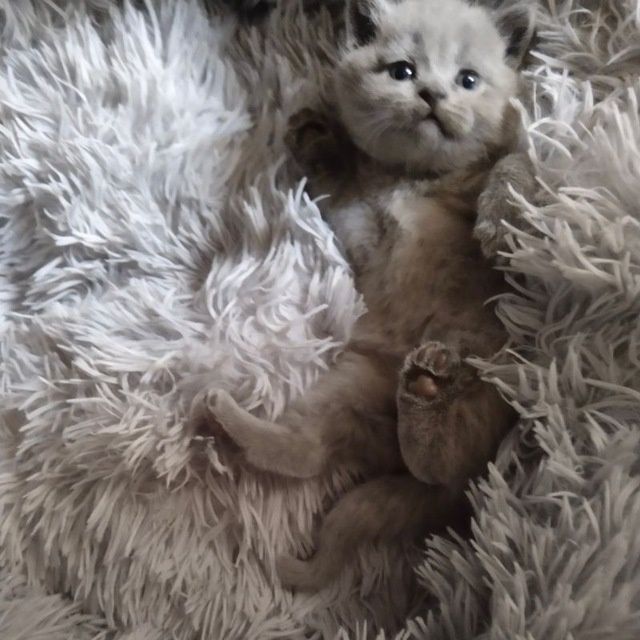 котята «Скоттиш Фолд» и «Скоттиш Страйк»