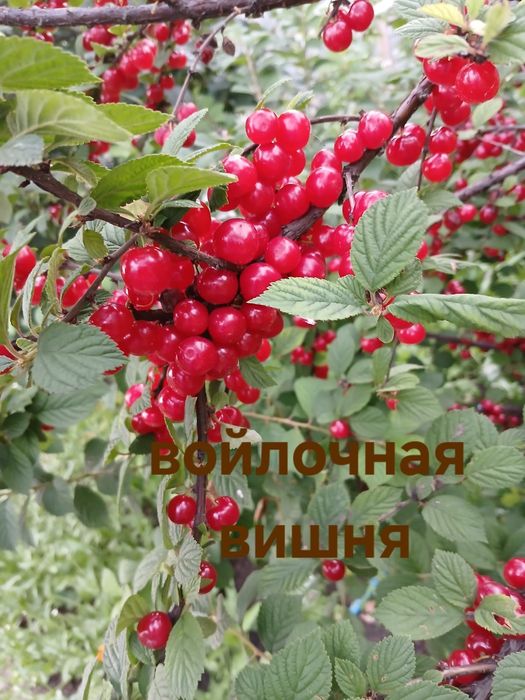 Саженцы крыжовника, сливы, войлочной вишни, смородины и др.