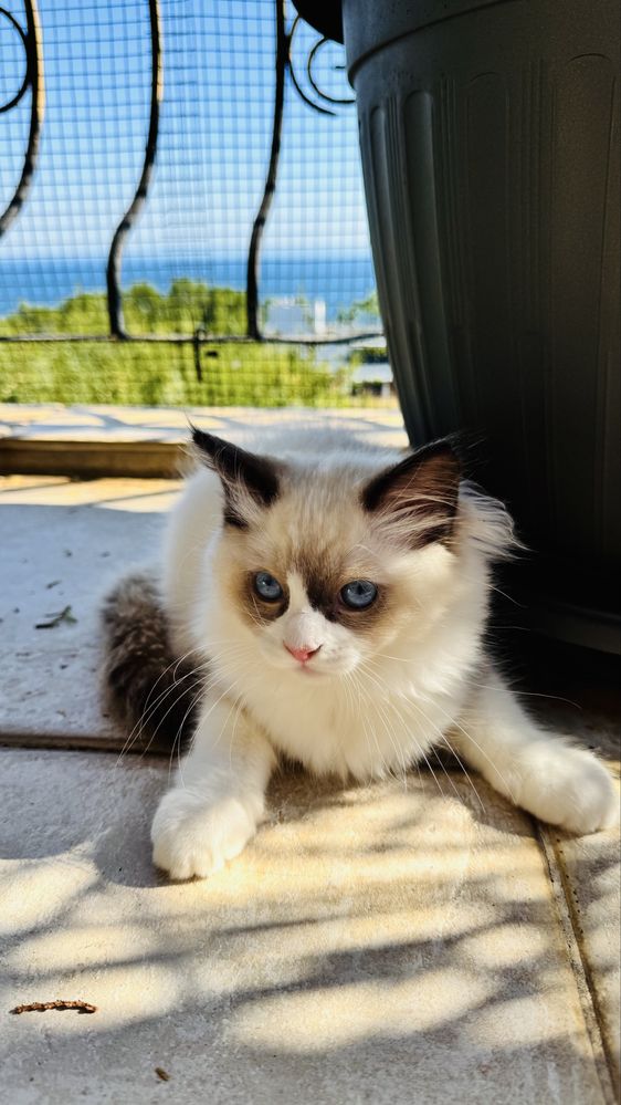Рагдол котенца на 3 м. търсят своите нови семейства. Ragdoll kittens.
