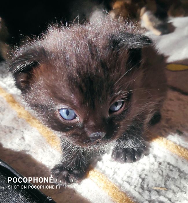 Продам котят вислоухих