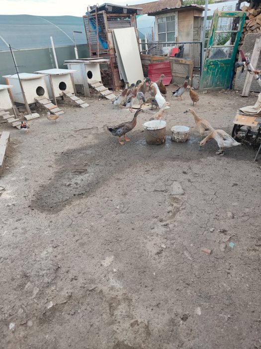 Vând rate indiene  familie