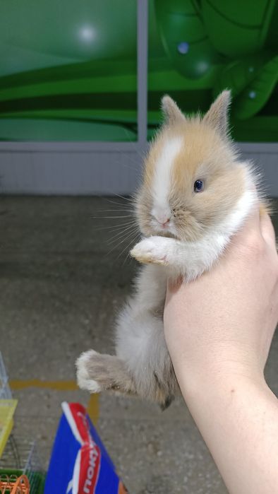 Домашние карликовые кролики