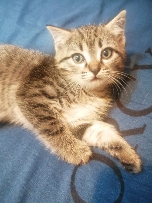 Продам котика 1,5 месяца
