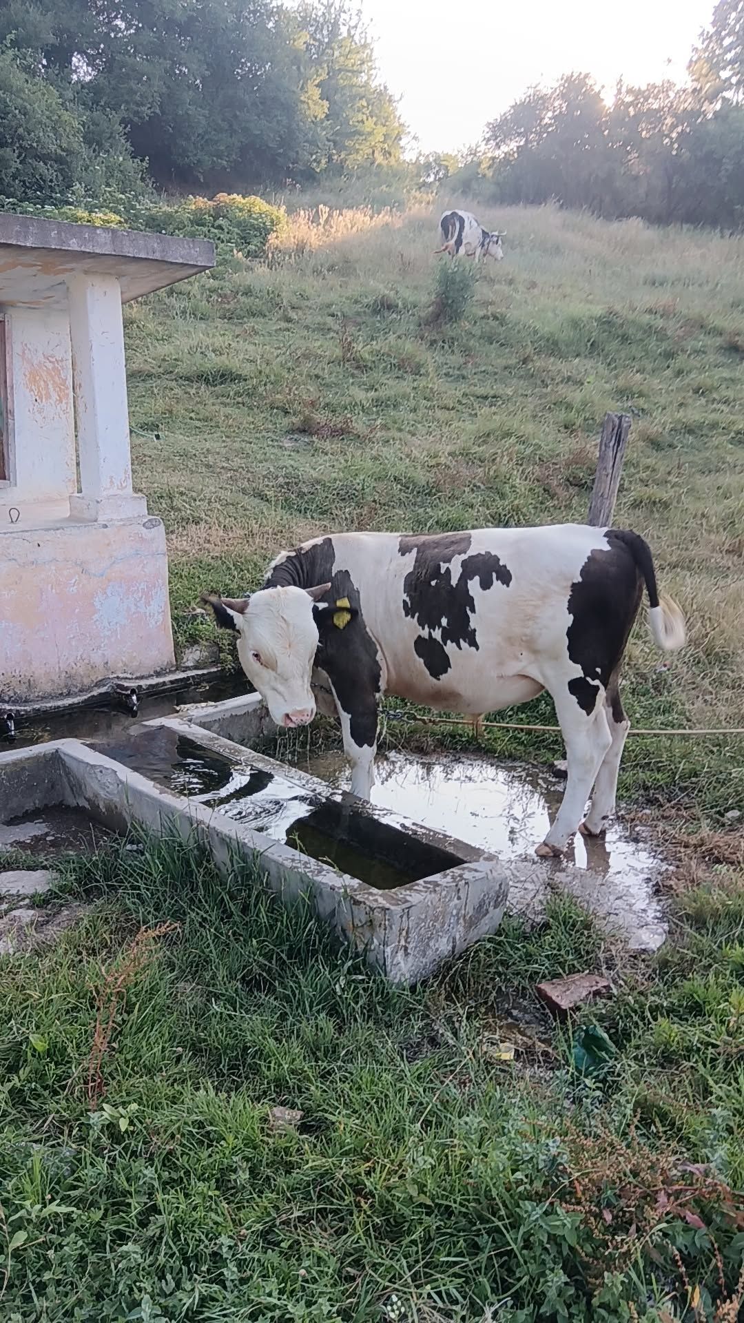 Vând taur bine îngrijit