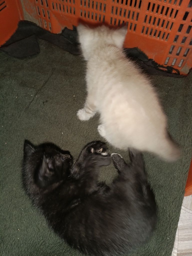 Прекрасные котята