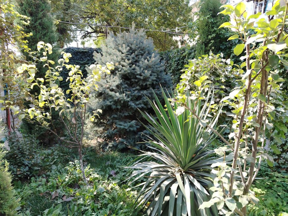 Арча сотилади Голубой ел