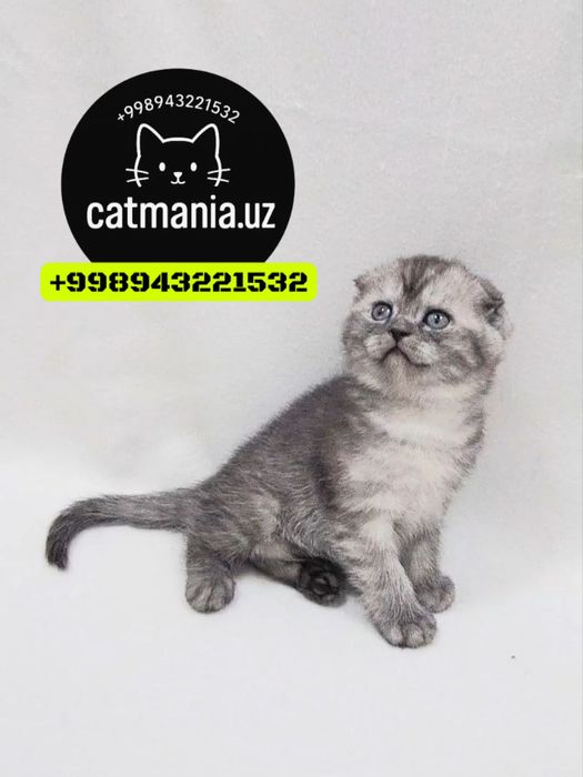 Скоттиш фолд дымчато серебристая шиншилла