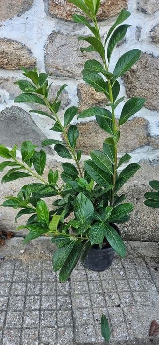 Сребрист смърч, Фотиния, лавровишна, кипарис, лейланд, туя, нандина