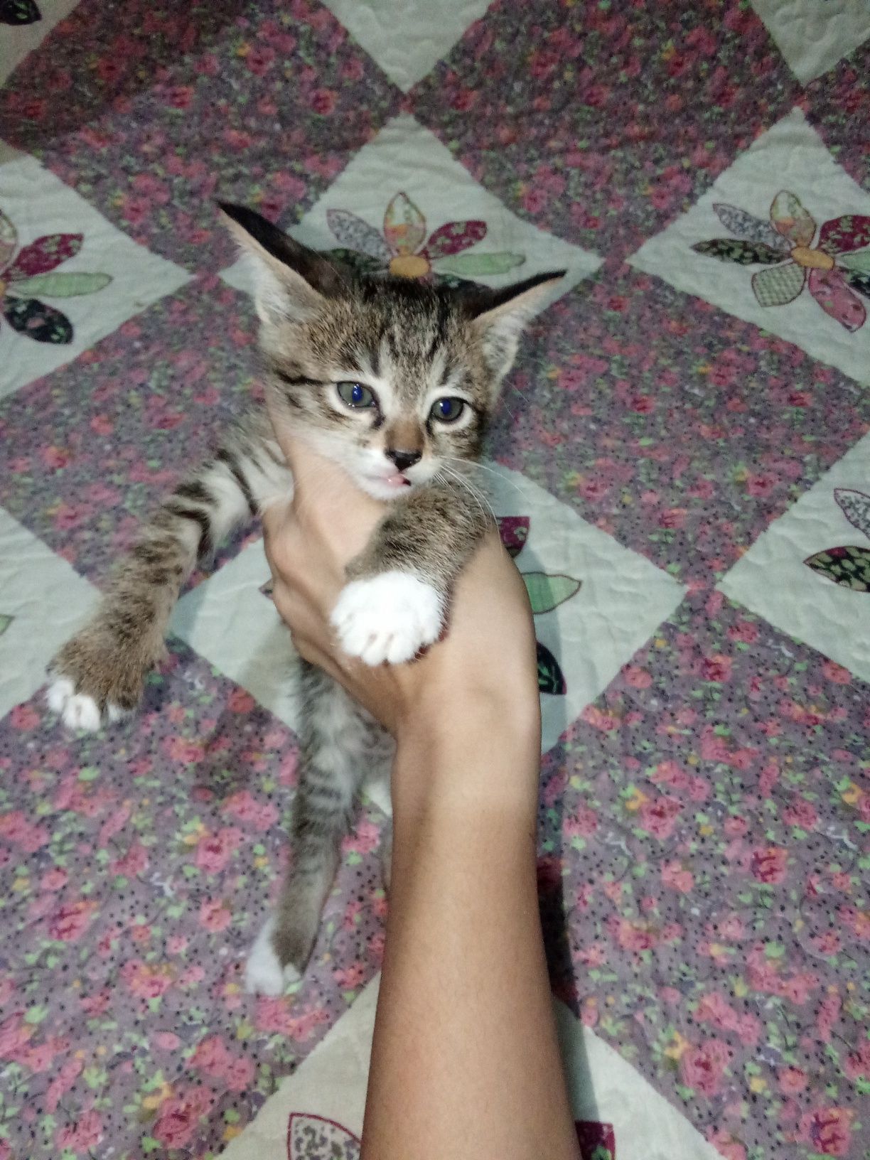 Отдам котят даром в хорошие руки