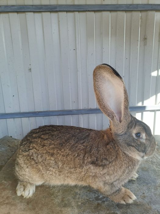 Vând iepuri uriaș german