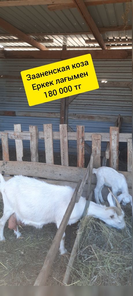 Заанен, альпиский тұқымды ешкілер лағымен