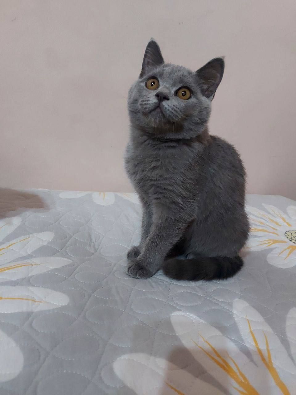 Mushuk sotiladi.
