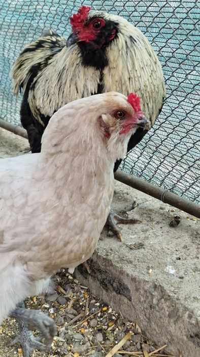 Araucana,ameraucana
