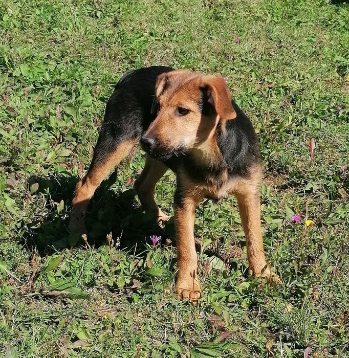Adopție cățelușă deosebită!