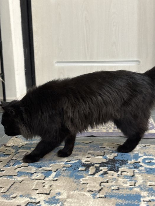 Qora mushuk, Mujik, sokin