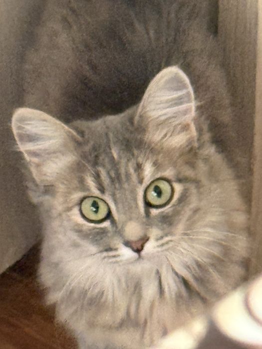 Отдам котенка в добрые руки