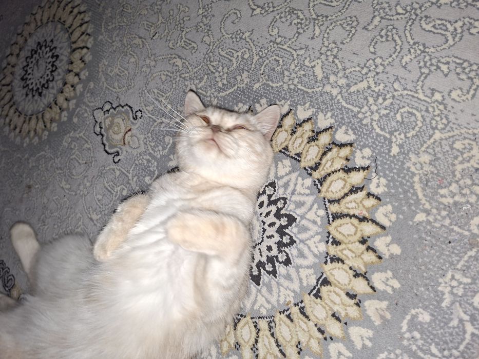 Кошка Скоттиш фолд