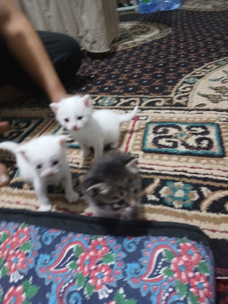 Mushuk bolalari oppok rangda
