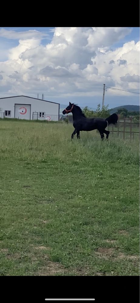 Manz Frizian Friesian