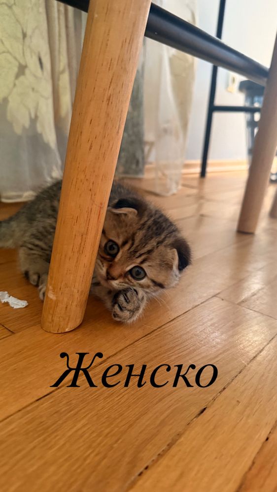 Британски котета-смеска