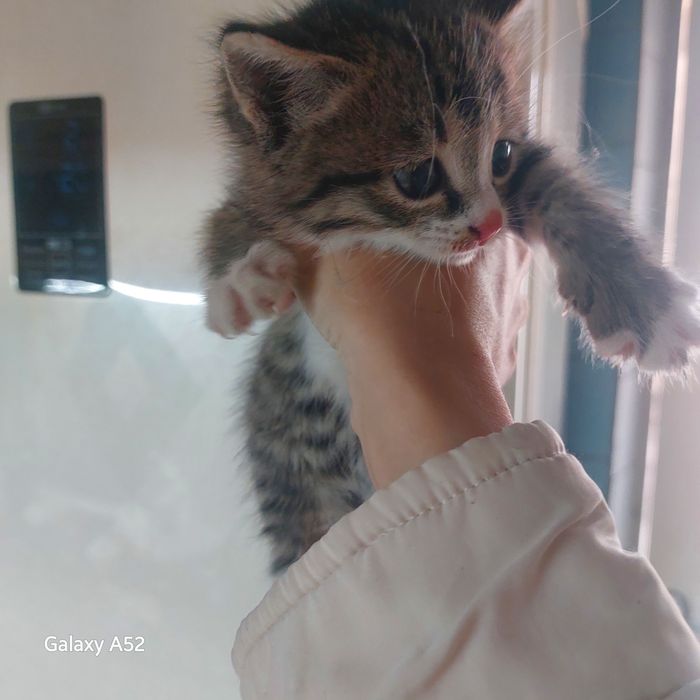 Котенок отдам срочно