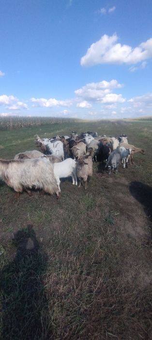 Caută alt domiciliu